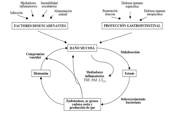 enterocolitis-necrotizante_image005