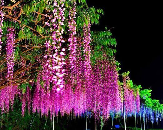 10003469_247425505442916_1331406845_n