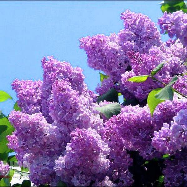 10011257_823449194347789_1696605957_n