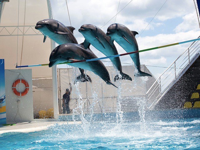 1098041_609340939110522_2023527927_n