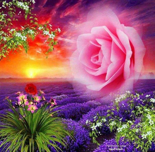 1476639_540477489367228_437109884_n