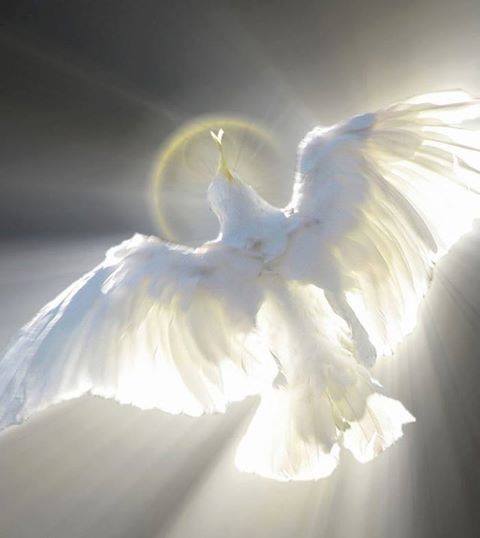 1549468_242095275968563_1290955562_n