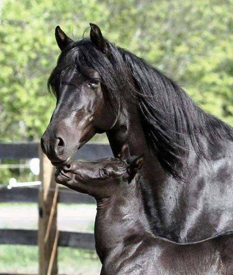 1558418_705798506117133_1974822173_n