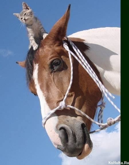 1654366_259817577529666_232962759_n