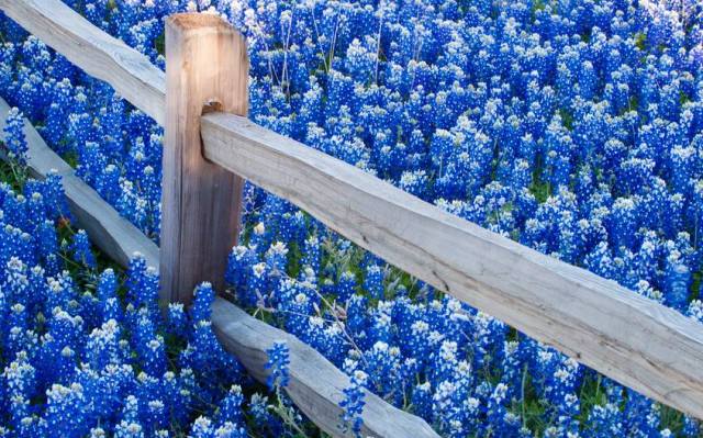 1795513_260172400827517_1853050096_n