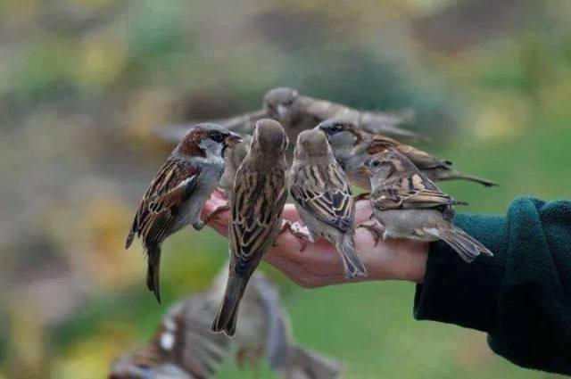 1797491_496092600499517_435888060_n