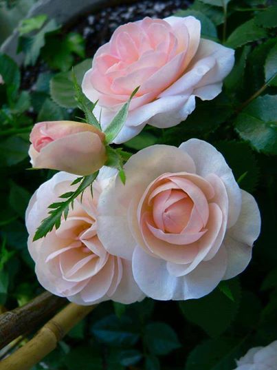 1922253_551853808265204_2006423510_n