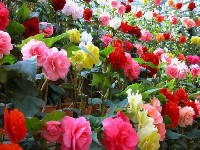 1978691_746694875375718_1243454501_n