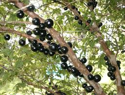 arbol frutos