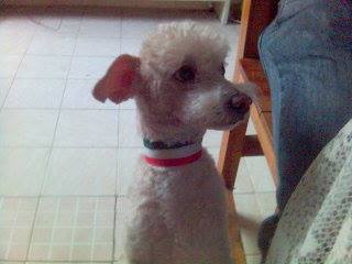 532322_741237242583089_5504339255359127522_n