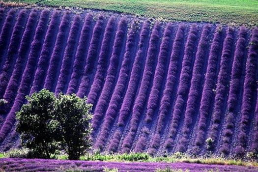 535732_365700613465886_548028833_n