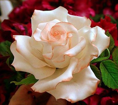 10155012_643018245771841_7427107404978104100_n