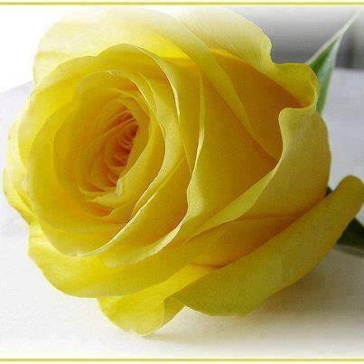 10171630_642224975851168_3091524239576372611_n