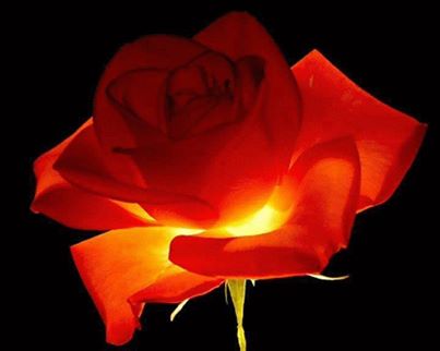 10264710_634927603253461_93537463608834816_n