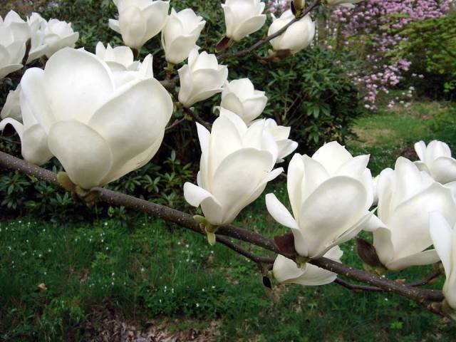 1509820_633429190070647_4627114882768744601_n