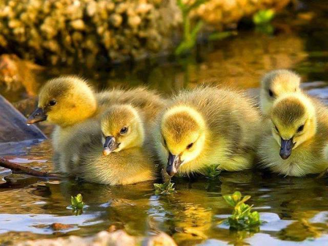 1920091_575897429172821_1719214730_n