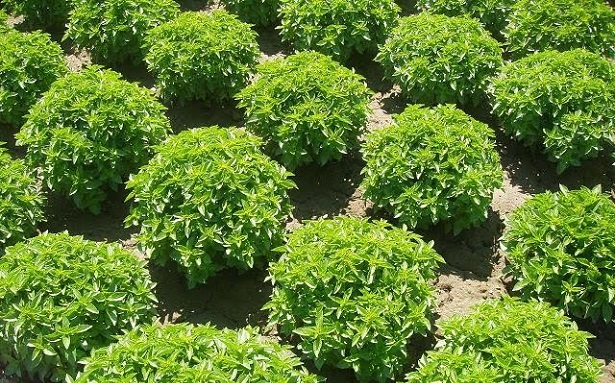 Cuidados-de-la-albahaca