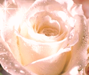 54514-rose-3260-copy