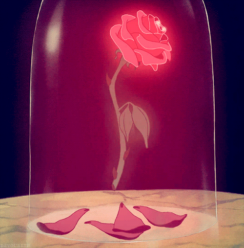 rose (1)