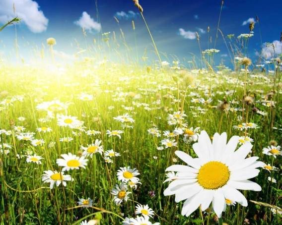 10383490_768382923183028_5871876042344170630_n