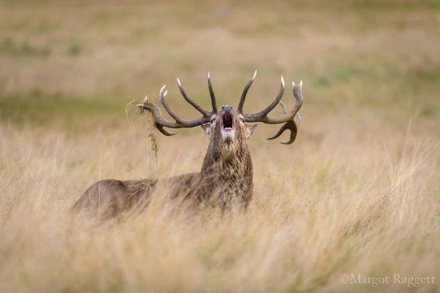 10670273_277960005726847_1082832163242091648_n