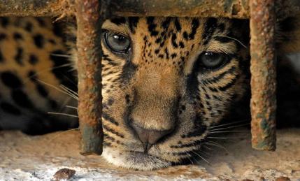 11-mayo-2010-08-04-00-honduras-naturaleza_detalle_media