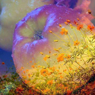 10178044_377208115776168_7542466150073961073_n