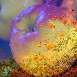 10178044_377208115776168_7542466150073961073_n