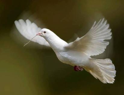 10371456_953239688036238_265704501924032819_n