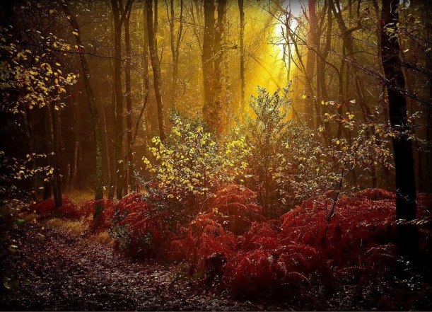 10712486_369150469914757_3560802576993753698_o