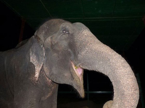 crying-elephant-raju-rescued-chained-50-years-9