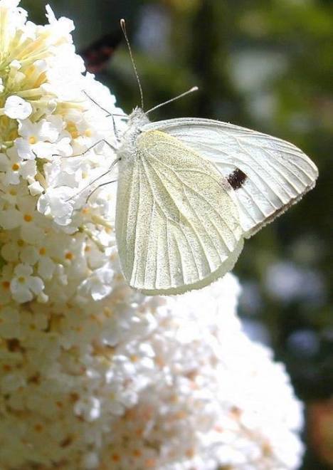 10846167_396829620476108_7701858110853967928_n