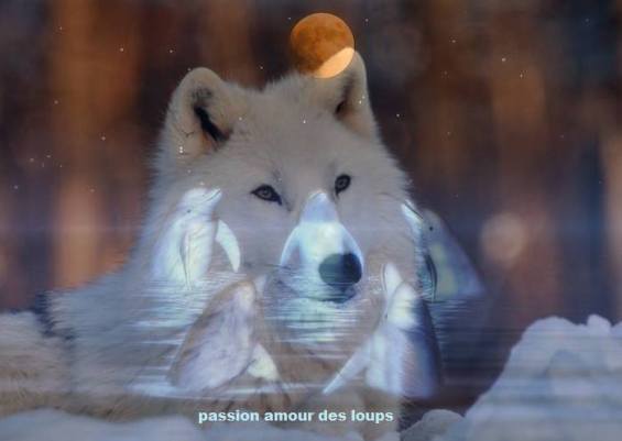 1239700_534681886662131_1590923678679257540_n