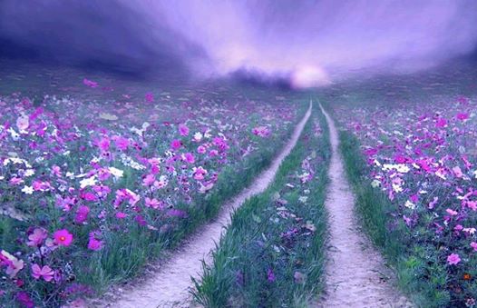 1898263_458626937570286_1878239815_n