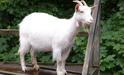 horoscopo-chino-cabra-2015-predicciones