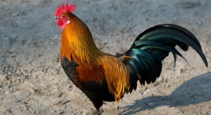 Horoscopo-Chino-Gallo