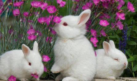 11110188_916720605015417_3281072440055392067_n