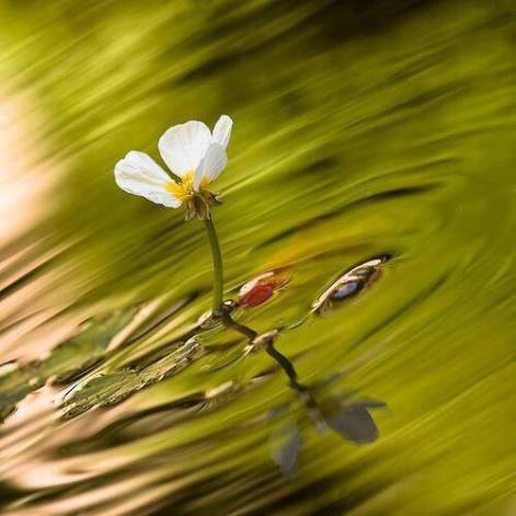 10991239_1045983765417321_4922598321203162224_n