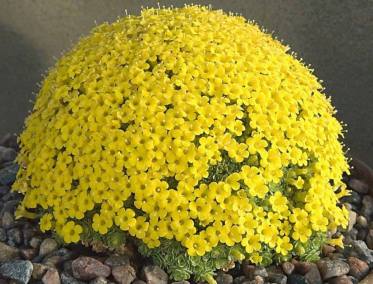 11146523_1095509593808413_8165654893271307788_n