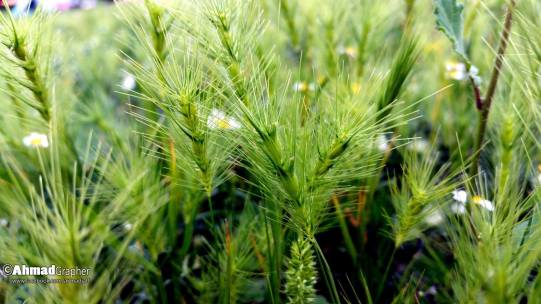 11148398_10153311740614390_5184856867482915539_o