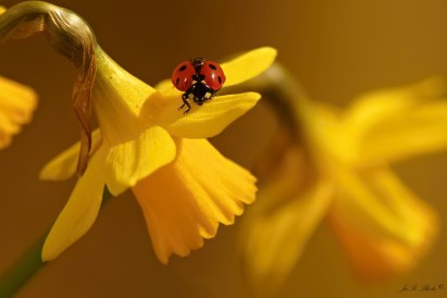 11110579_476782272471776_207310914486739130_o