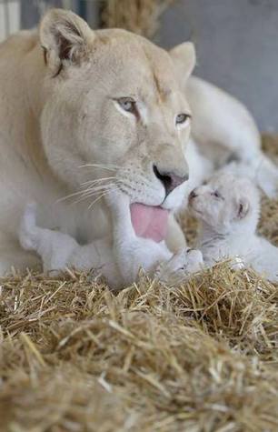 1014410_395872833897441_6746462927322115970_n