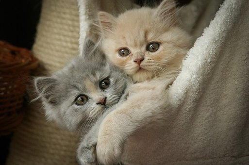 10322497_455913944553121_3387701600873395337_n