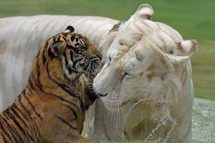 10408098_335257659997653_4277209337952106763_n