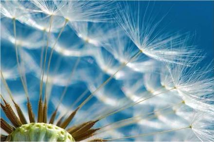 11036266_1578988622387737_5085429256288265720_n