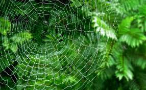 11200905_10152882524960598_4243134699037428252_n