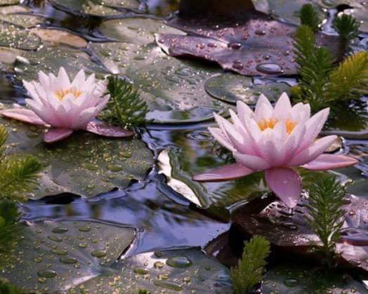 11938887_1671194506500268_1467765409_n