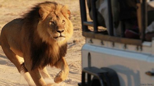 150728232913_sp_lion_cecil_running_zimbabwe_624x351_thomasjoyce