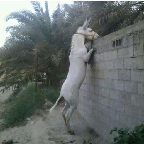 15772_908633072539318_7430336529310792192_n