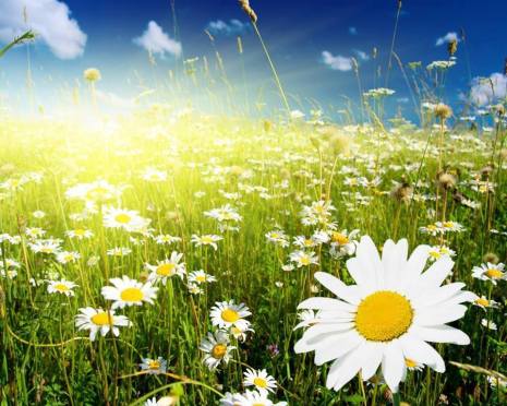 10383490_768382923183028_5871876042344170630_n